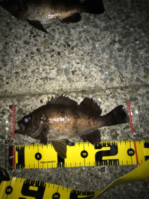 メバルにコミット❗️