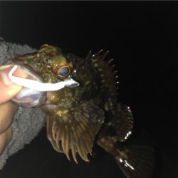 無風だけど渋々の中!垂水漁港でガシリング