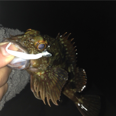 無風だけど渋々の中!垂水漁港でガシリング