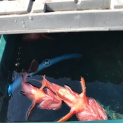 ガシラ  リタックル