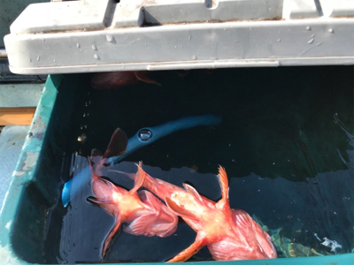 ガシラ  リタックル