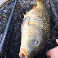 雨のなか鯉釣り