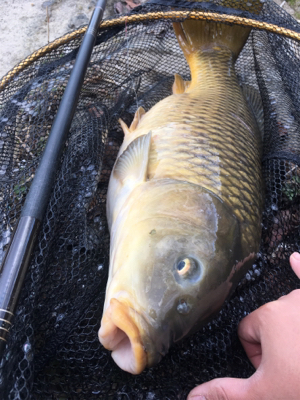 雨のなか鯉釣り