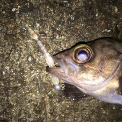 雨でもメバリング
