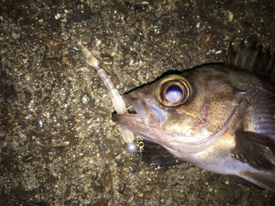 雨でもメバリング