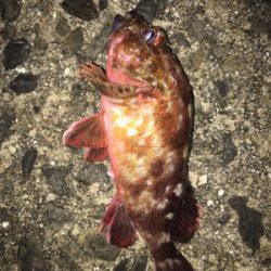 明日朝5時起きですが…