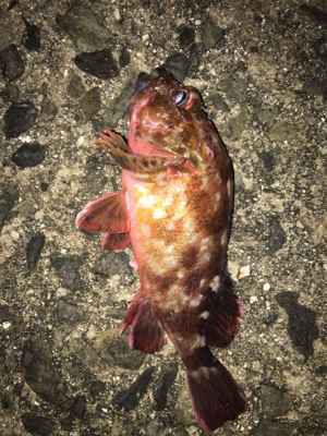 明日朝5時起きですが…