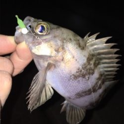 アフター渋めメバリング