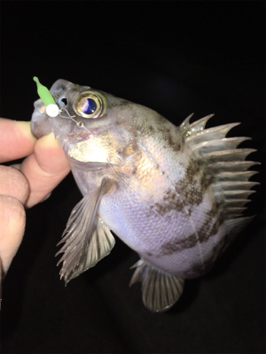 アフター渋めメバリング