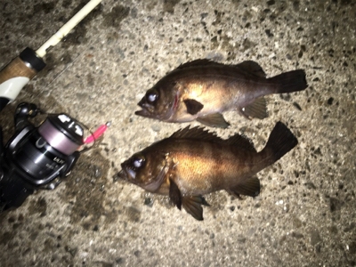 今宵もメバリング