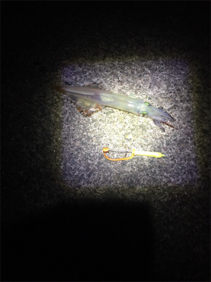 ヤリイカ釣行