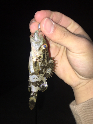 夜中に奈良から淡路へ