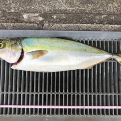 マズメ関係なく釣れました( ^ω^ )