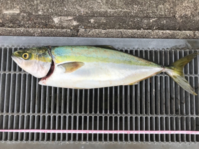 マズメ関係なく釣れました( ^ω^ )