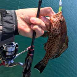 ハタング！(釣行 其の六)