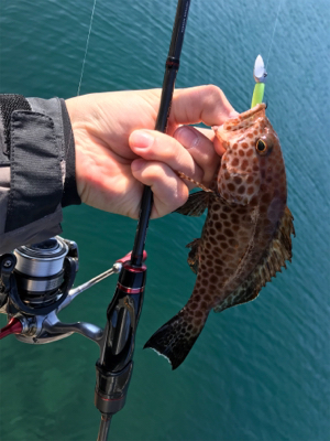 ハタング！(釣行 其の六)