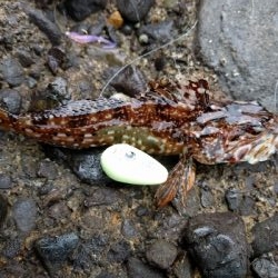 ライトにロック（・ω・`）