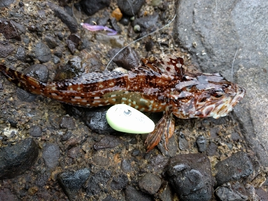 ライトにロック（・ω・`）