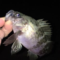 2桁釣果メバリング