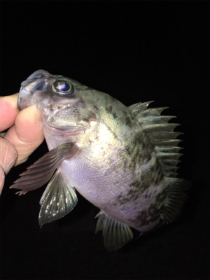 2桁釣果メバリング