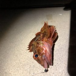 メバルとガシラ