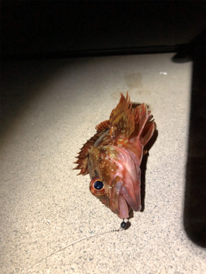 メバルとガシラ