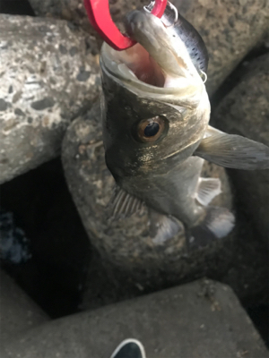 アフターシーバス？