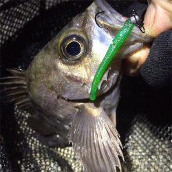 明け方の様子をチェック