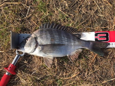 フグの活性が高い