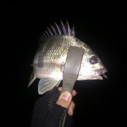 アジング厳しい〜