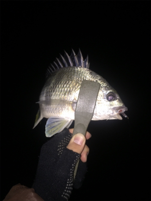 アジング厳しい〜