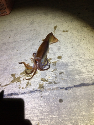 あおりじゃないけど念願の！