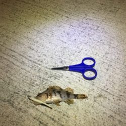 春のお告げはまだまだのようです