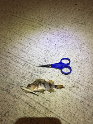 春のお告げはまだまだのようです