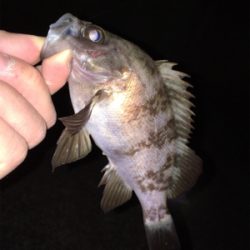 明石メバリング