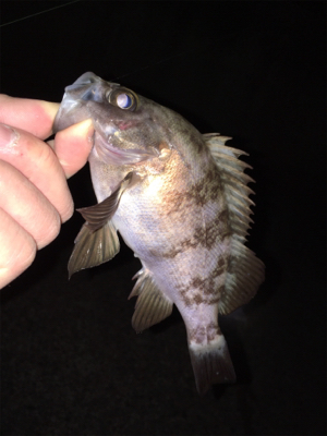 明石メバリング