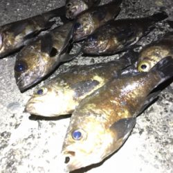 メバルイベントにて。