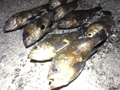 メバルイベントにて。