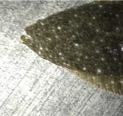 釣れたんだけどもね（苦笑）