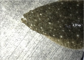 釣れたんだけどもね（苦笑）