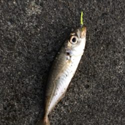 夕まづめライトゲーム