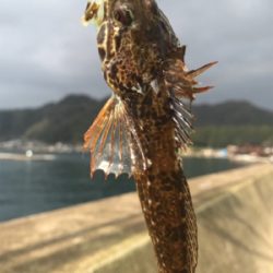 2018初フィッシュ