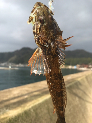 2018初フィッシュ