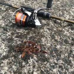 子ガッシー祭り