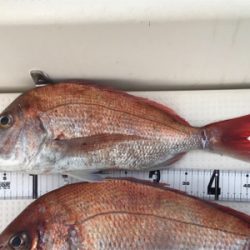 タイラバ  良型