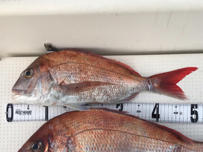 タイラバ  良型