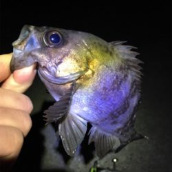 明石周辺メバリング