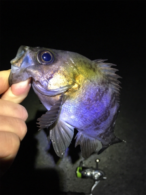 明石周辺メバリング