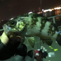 メバリングでカレイ