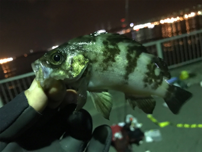メバリングでカレイ